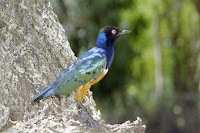 Kenya-oiseaux 2