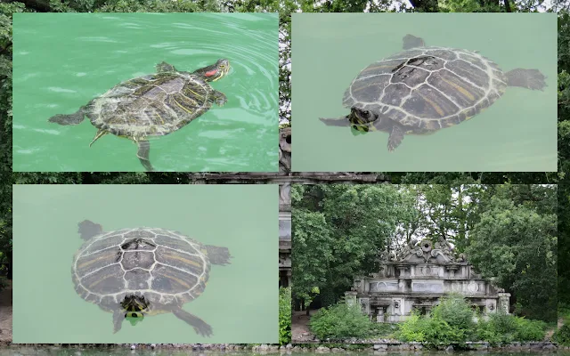 Emilia Romagna Destinations - Turtles in Parma's Parco Ducale