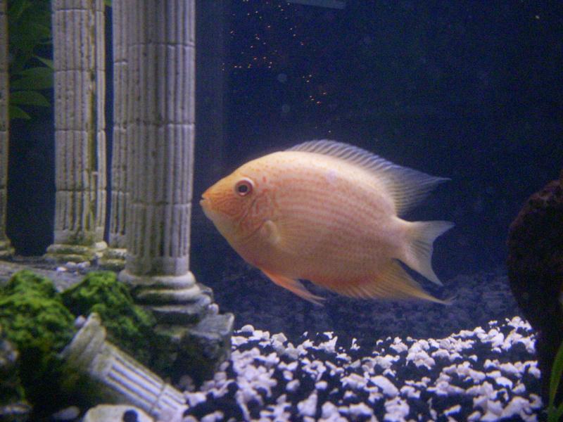 gold severum Fish Media Article