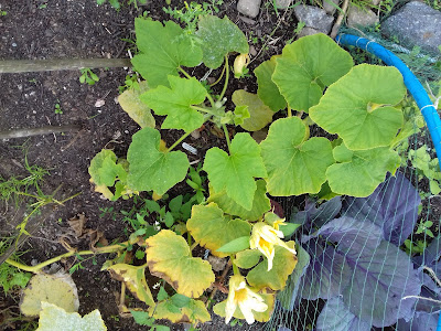 Allotment Growing - Autumn and Winter Crops - Butternut Squash