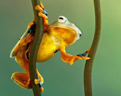 10-Wil-Mijer-Frog-Macro-Photography-www-designstack-co