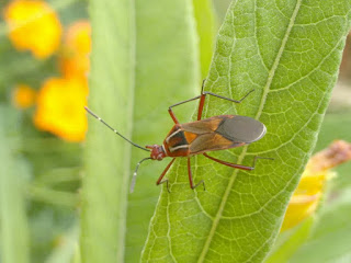 foto-insecto-antonio-marques-brasil foto-insecto-antonio-marques-brasil