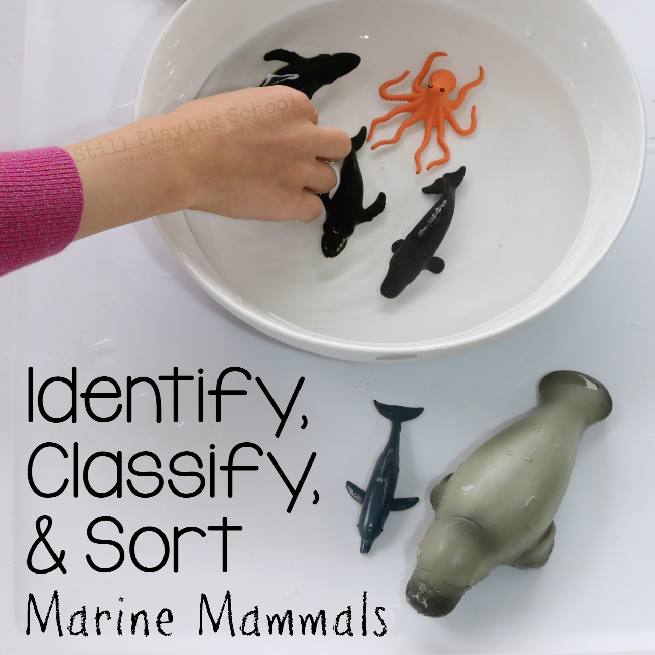 Identifying, Sorting, and Classifying Marine Mammals Still Playing School