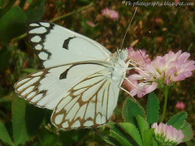 Pioneer White Butterfly