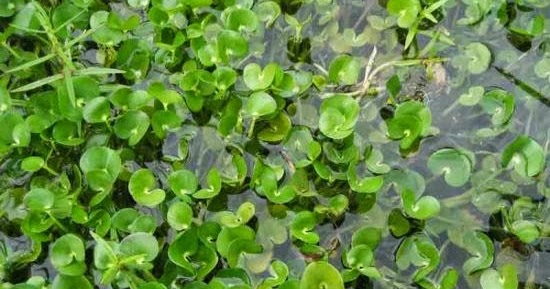 Èwé Ervas Sagradas : COIRANA