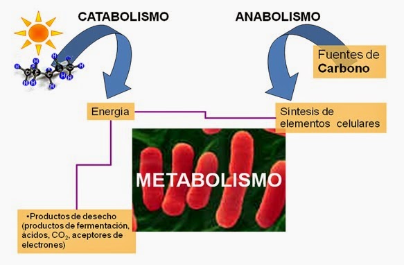 dieta del metabolismo acelerado pdf resultados