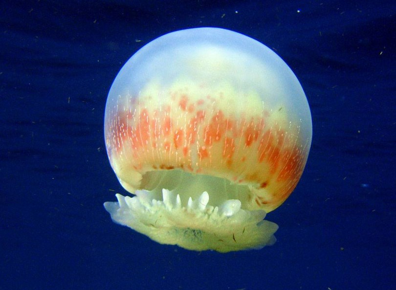 Ubur-ubur Cannonball Jellyfish atau Stomolophus meleagris Ubur-ubur Cannonball Jellyfish atau Stomolophus meleagris putih keren