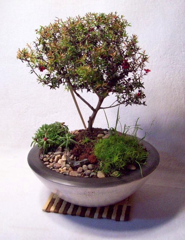 Handmade Ceramic Bonsai Pots by Matthew Kennedy