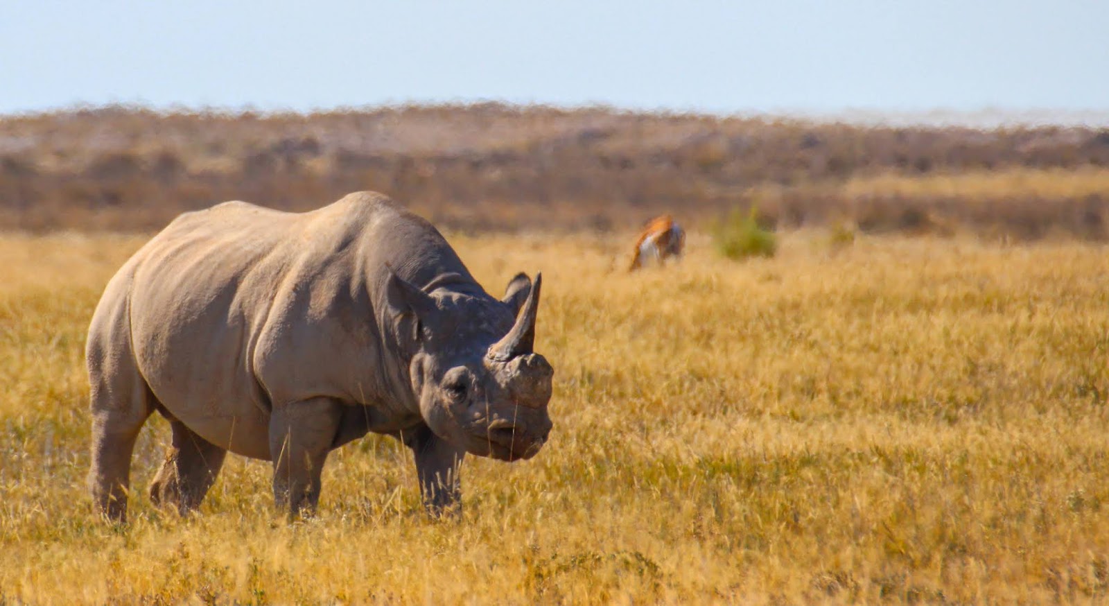 western black rhinoceros