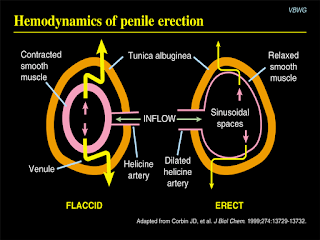 A pilot study of penile hemodynamics in men with penile curvatures