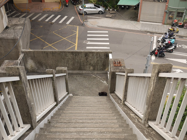 black cat on a stairway landing