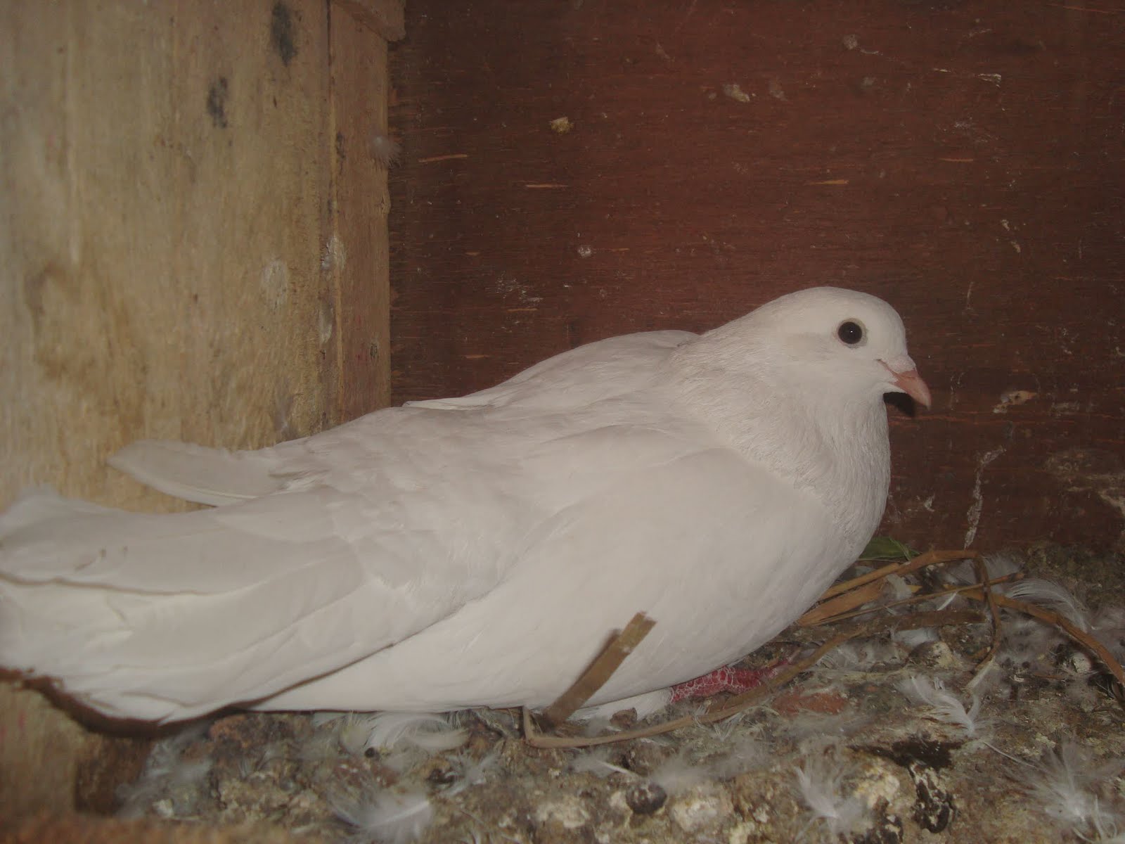 PIGEONS OF Nepal WHITE PIGEON !!!! WATCH OUT!!!!!!!!!