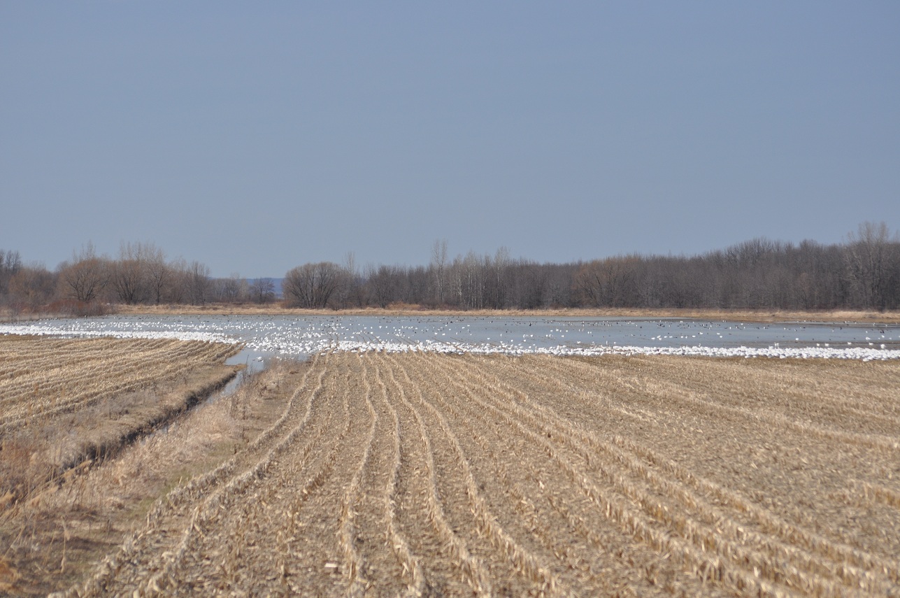 Centre d'interprétation de BaieduFebvre Compte rendu du 12 avril en
