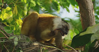 Fuente: http://www.naturalezacuriosa.com/los-lemures-se-drogan-usando-milpies-para-eso-y-mas-video/ No los comen, les dan mordisquitos