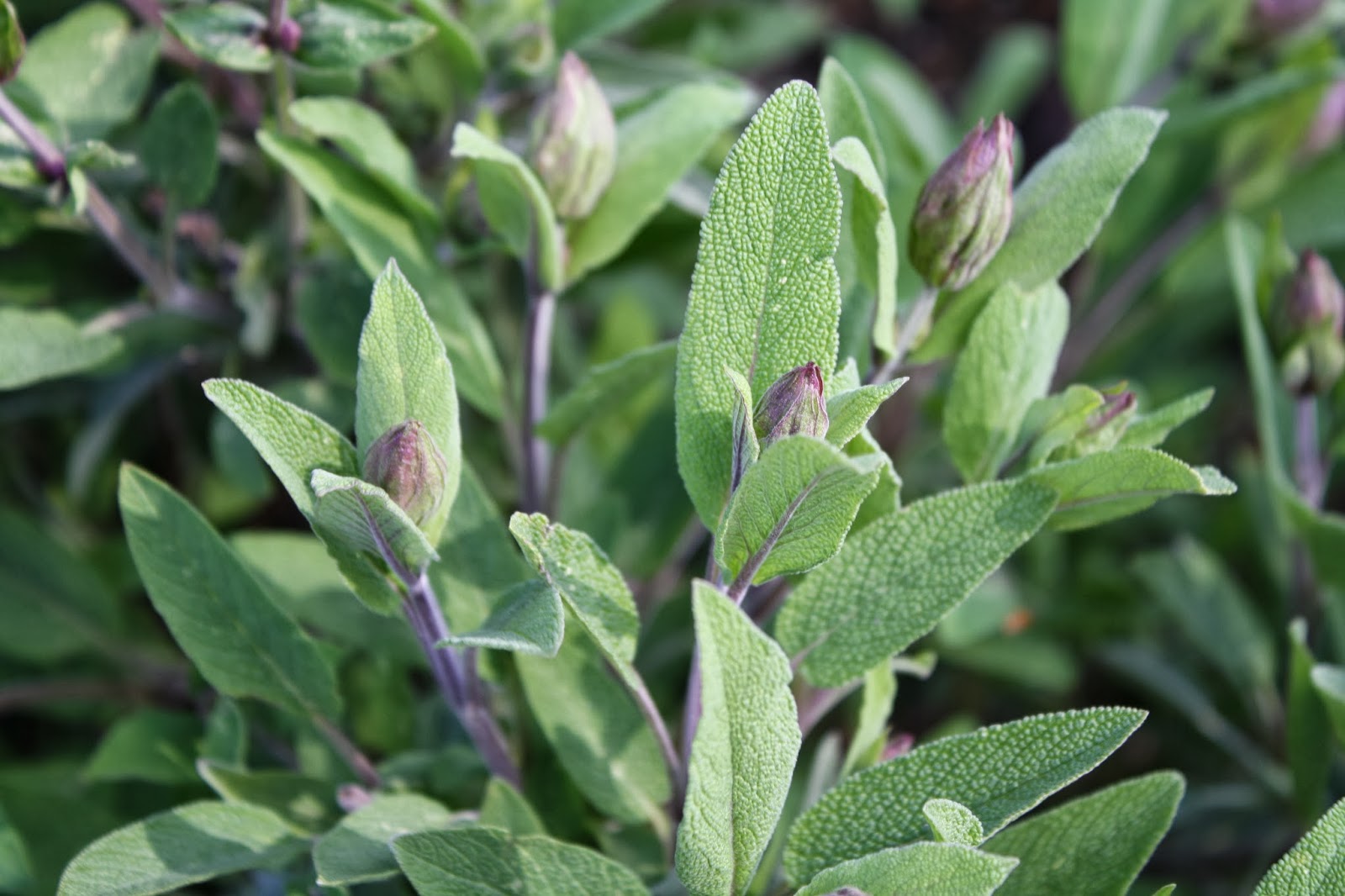 Dunedin Botanic Garden Craig Huggan Herb Garden Plant