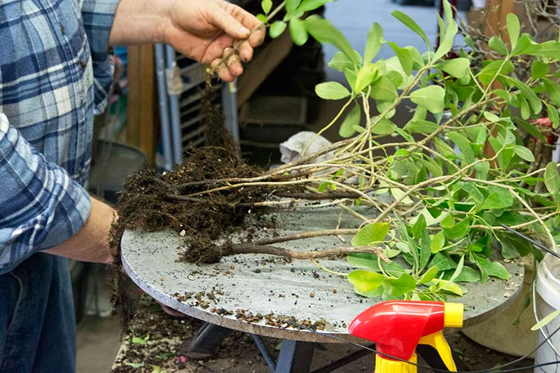 Walter Pall Bonsai Adventures Hank Miller starts a fused trunk ficus