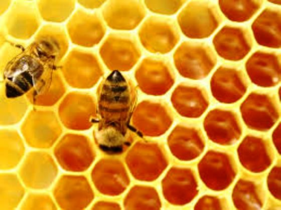 Content to image for Madu Obat Segala Penyakit