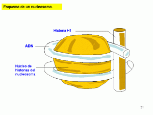 Biología Nucleosoma