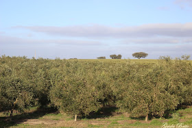 Olivais superintensivos de Beja