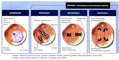 Tahap Pembelahan Sel Secara Meiosis