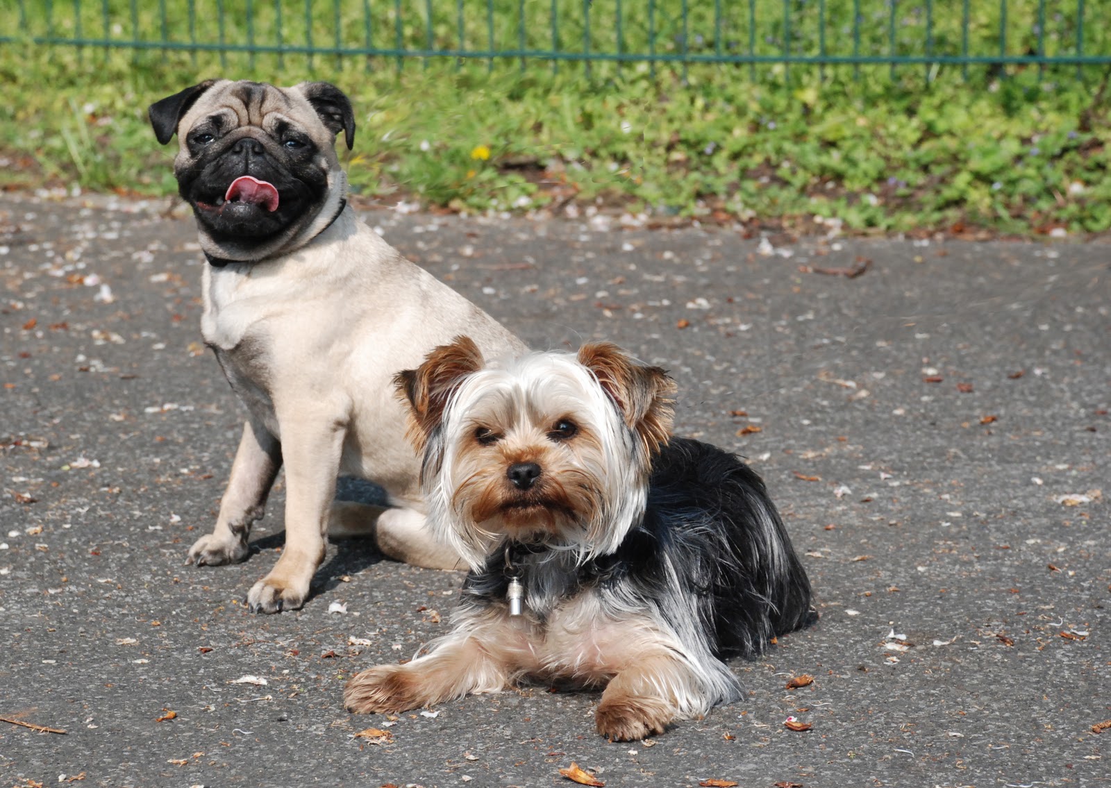 Hunde 1x1 in Datteln, Kreis Recklinghausen Inhalt des Einzelrainings