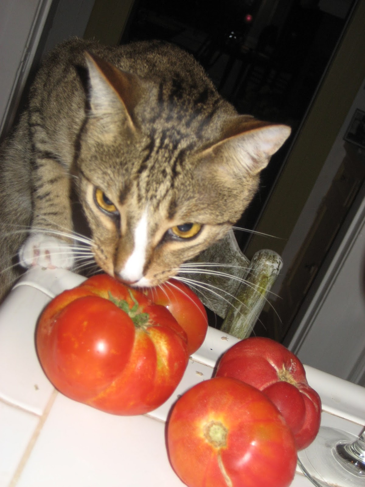 tomato tornado presto