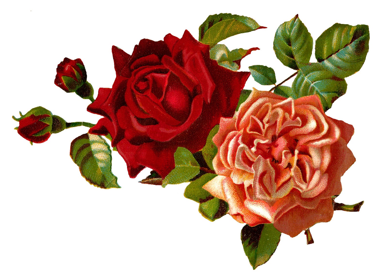 Antique Images Stock Rose Flowers Digital Images Corner Design