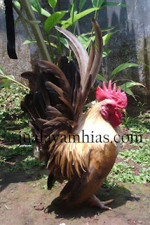 Ayam Serama Dewasa Jantan