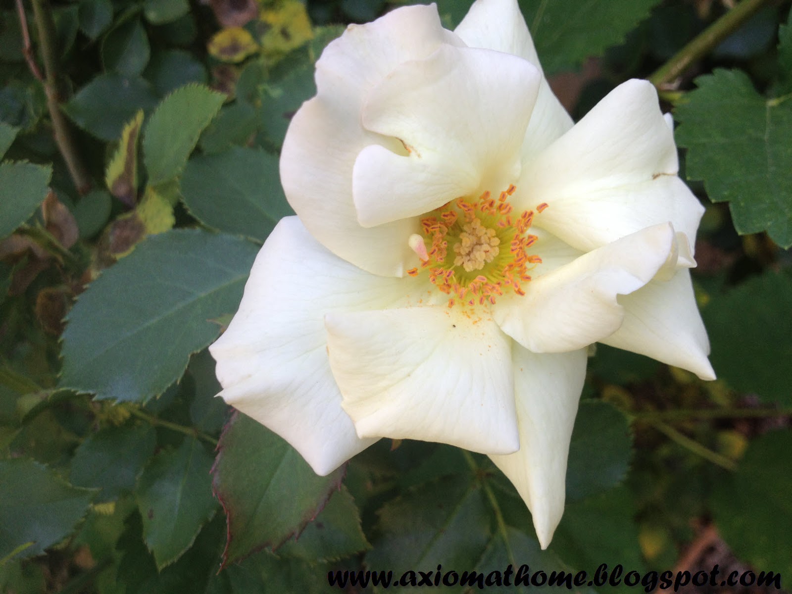 Axiom At Home Natural Treatments for Black Spot (on Roses)