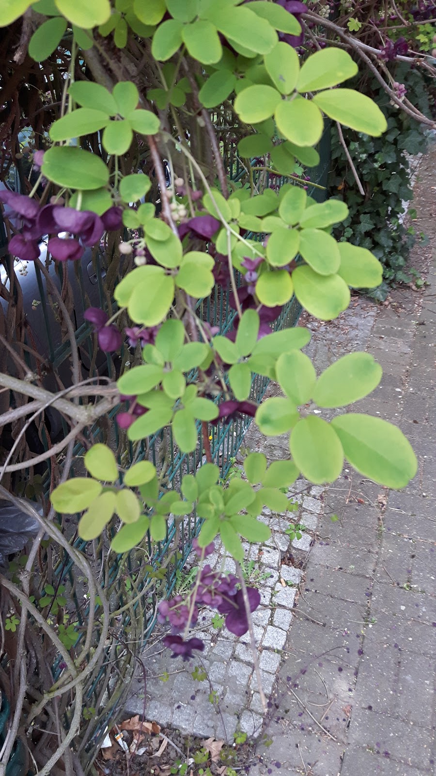 Fingerblättrige Akebie