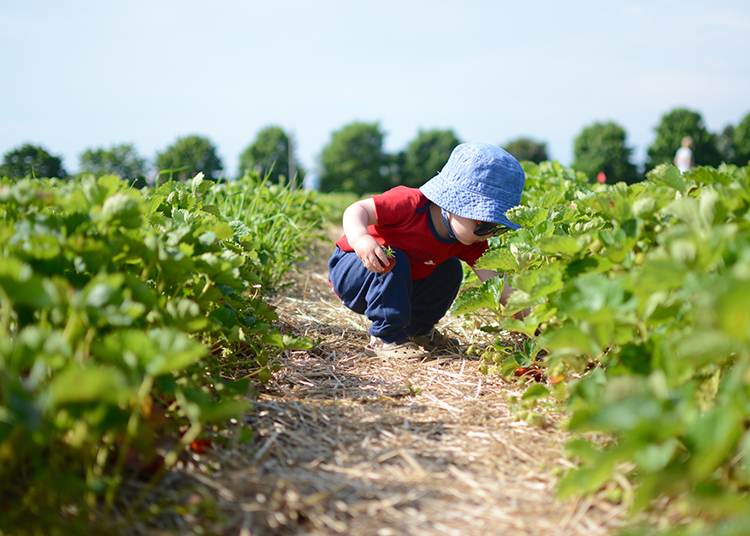 Strawberry picking, 2018 | My Darling Days Strawberry picking, 2018 | My Darling Days