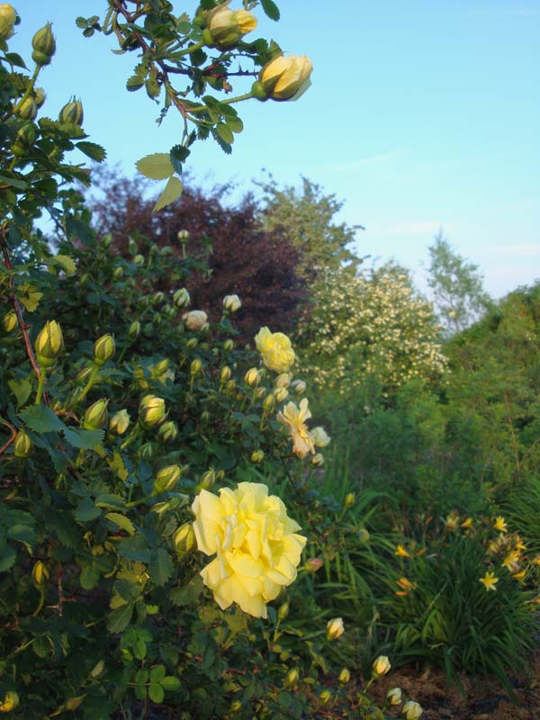 Diy Maritime Bilderhalter Aus Treibholz Und Muscheln Seaside