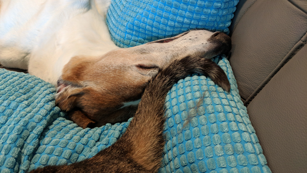 image of Dudley's head with Sophie's tail curled up against his nose