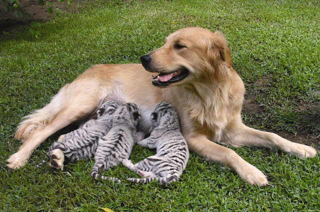 Cachorritos con su Mamá