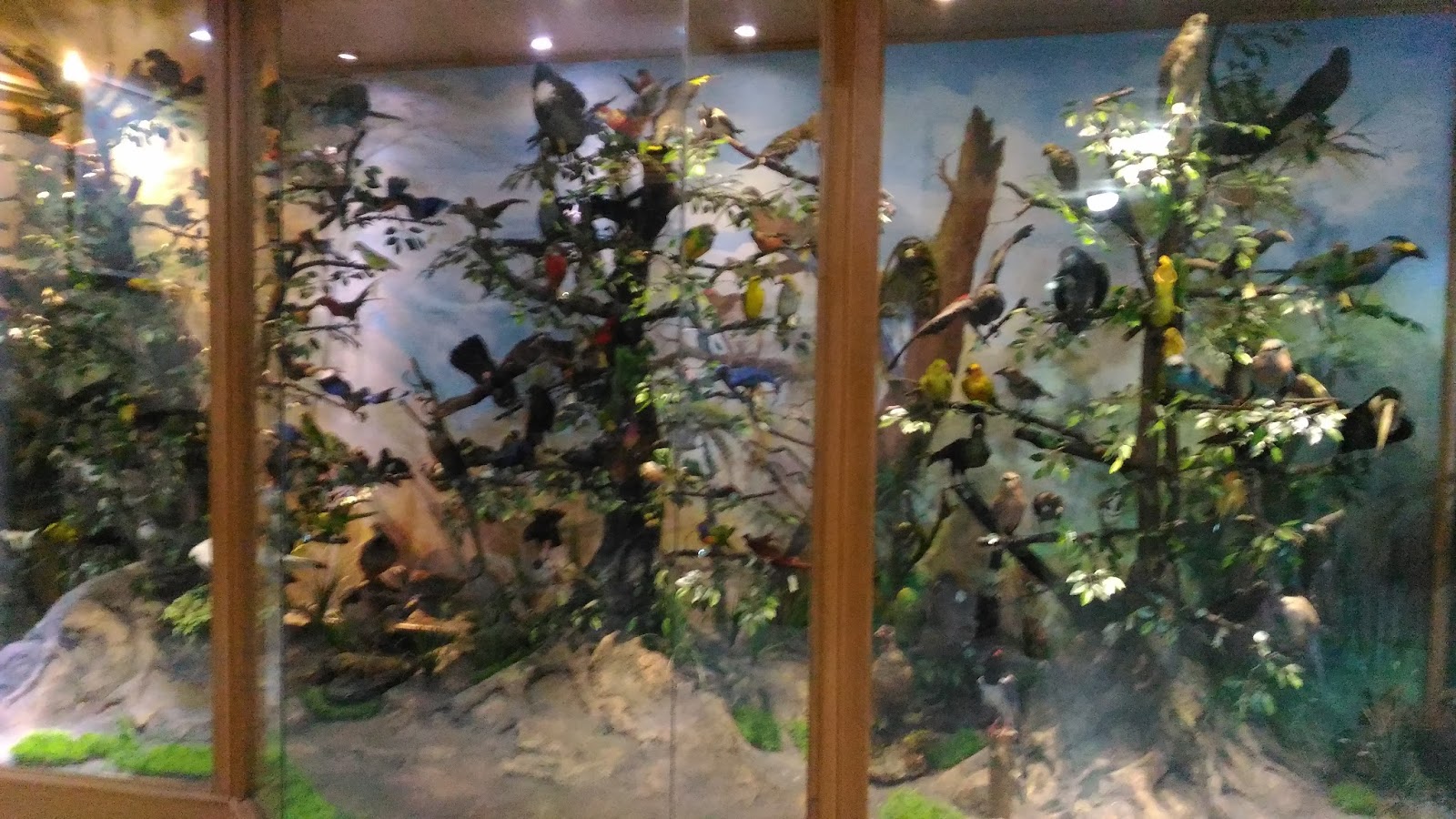 Lindsay wildlife museum. Музей фантастических существ в спб. Lindsay wildlife museum is a unique natural. Lindsay wildlife museum is a unique natural. Lindsay wildlife museum.