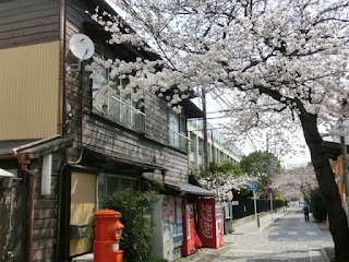 大倉幕府跡の桜