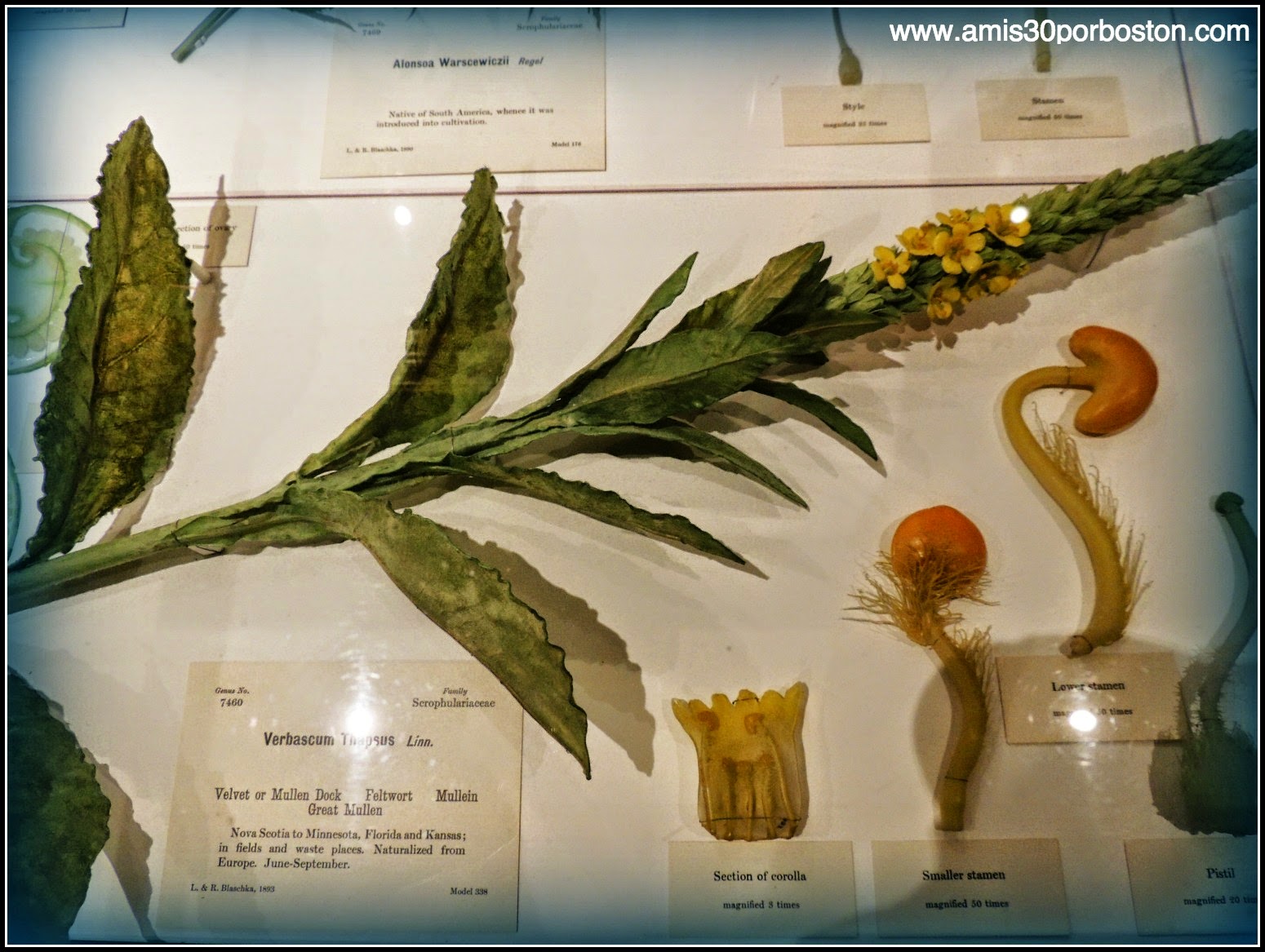 Las Flores De Vidrio del Harvard Museum of Natural History en Cambridge