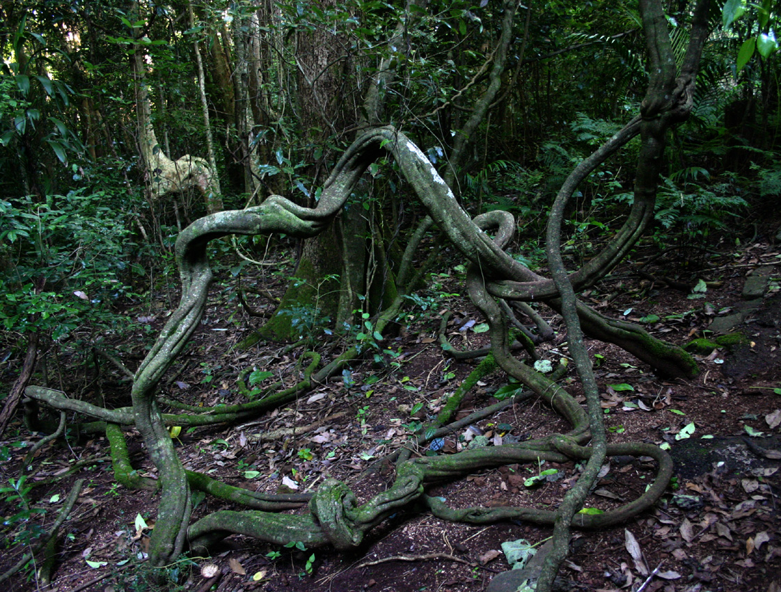 Toowoomba Plants Fiveleafed Water Vine