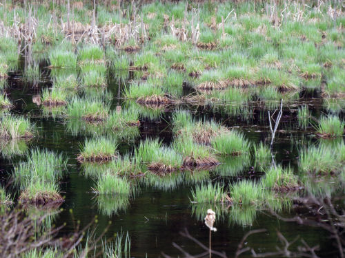 wetland hummocks