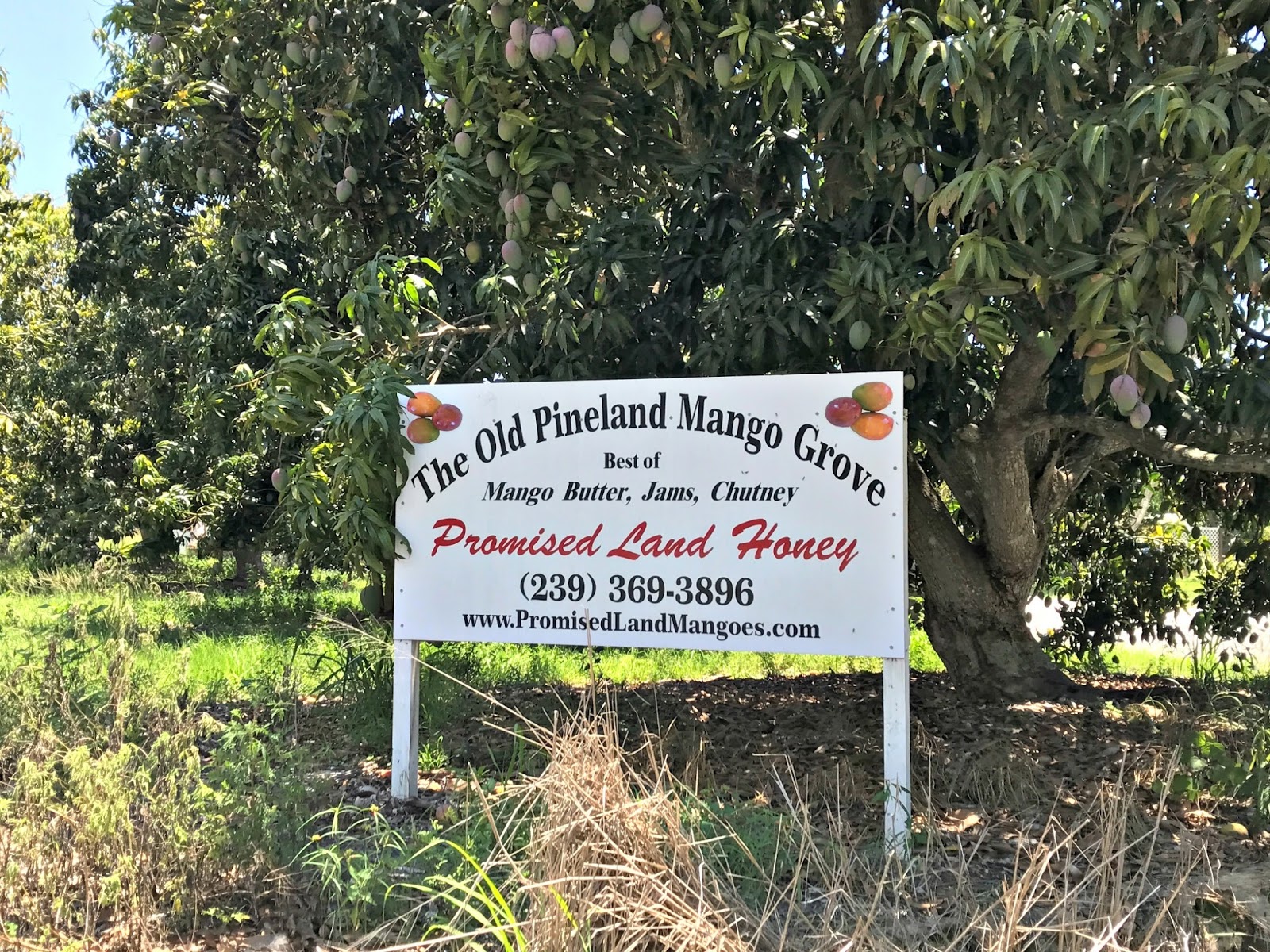 Pine Island, Florida Mango Season Arrives on Pine Island