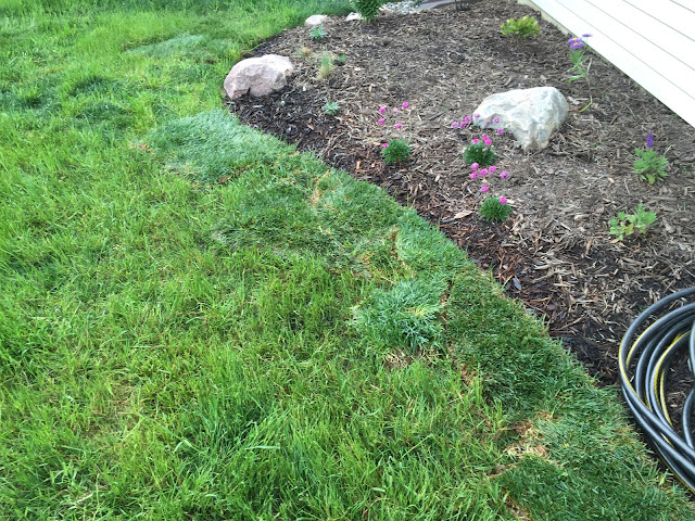 sod scraps on top of grass