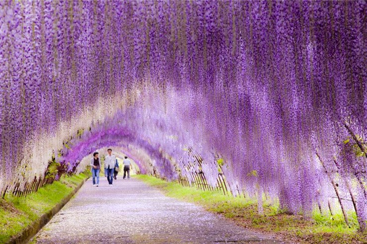 7. WisteriaTunnel, Kawachi Fuji Gardens, Kitakyushu, Japan - 29 Wonderful Paths