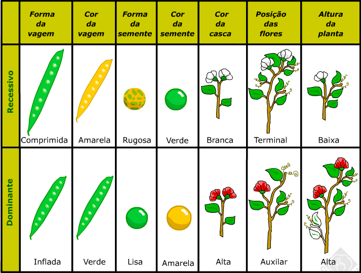 De Acordo Com As Leis De Mendel Individuos Com Genotipo