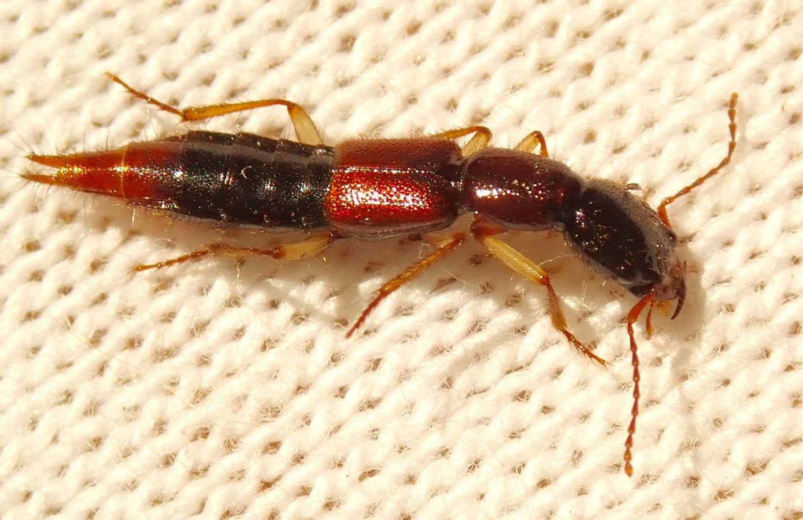 Springfield Plateau Rove Beetles