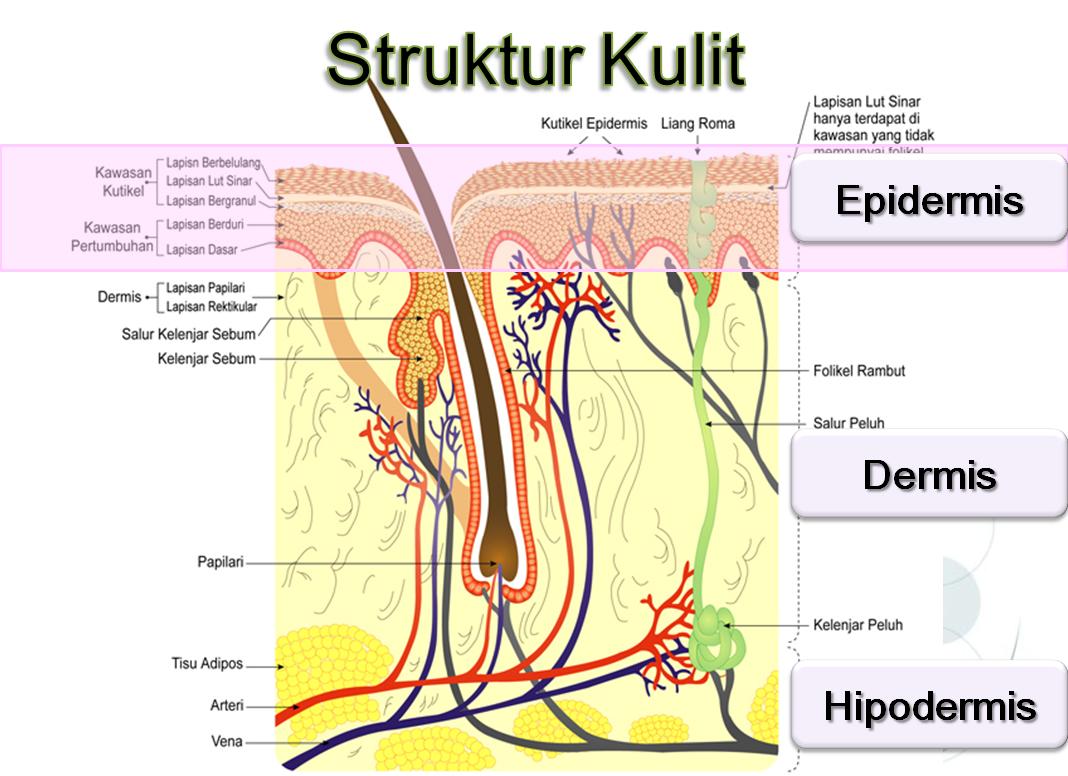 Fungsi Sistem Integumen Kulit - Biologi Edukasi: Belajar Sains Biologi