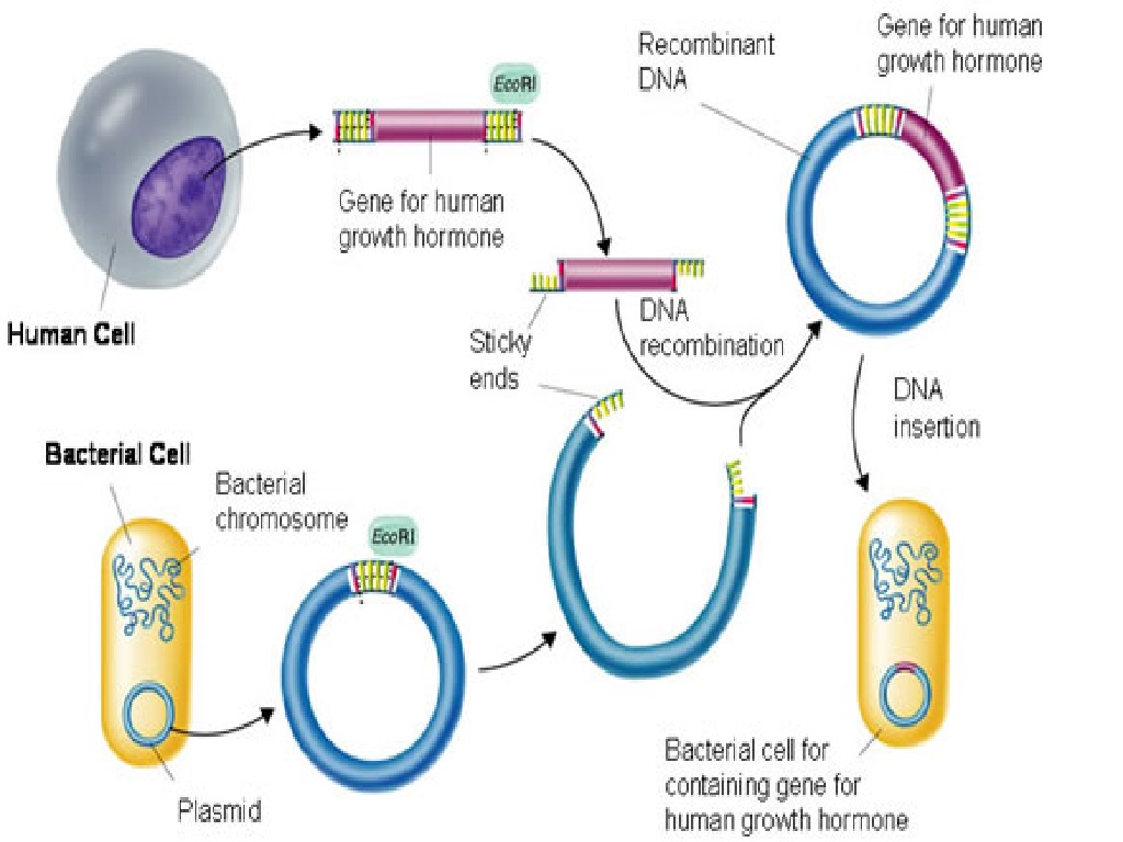 Contoh Soal Sense Antisense Kodon Antikodon Contoh Soal