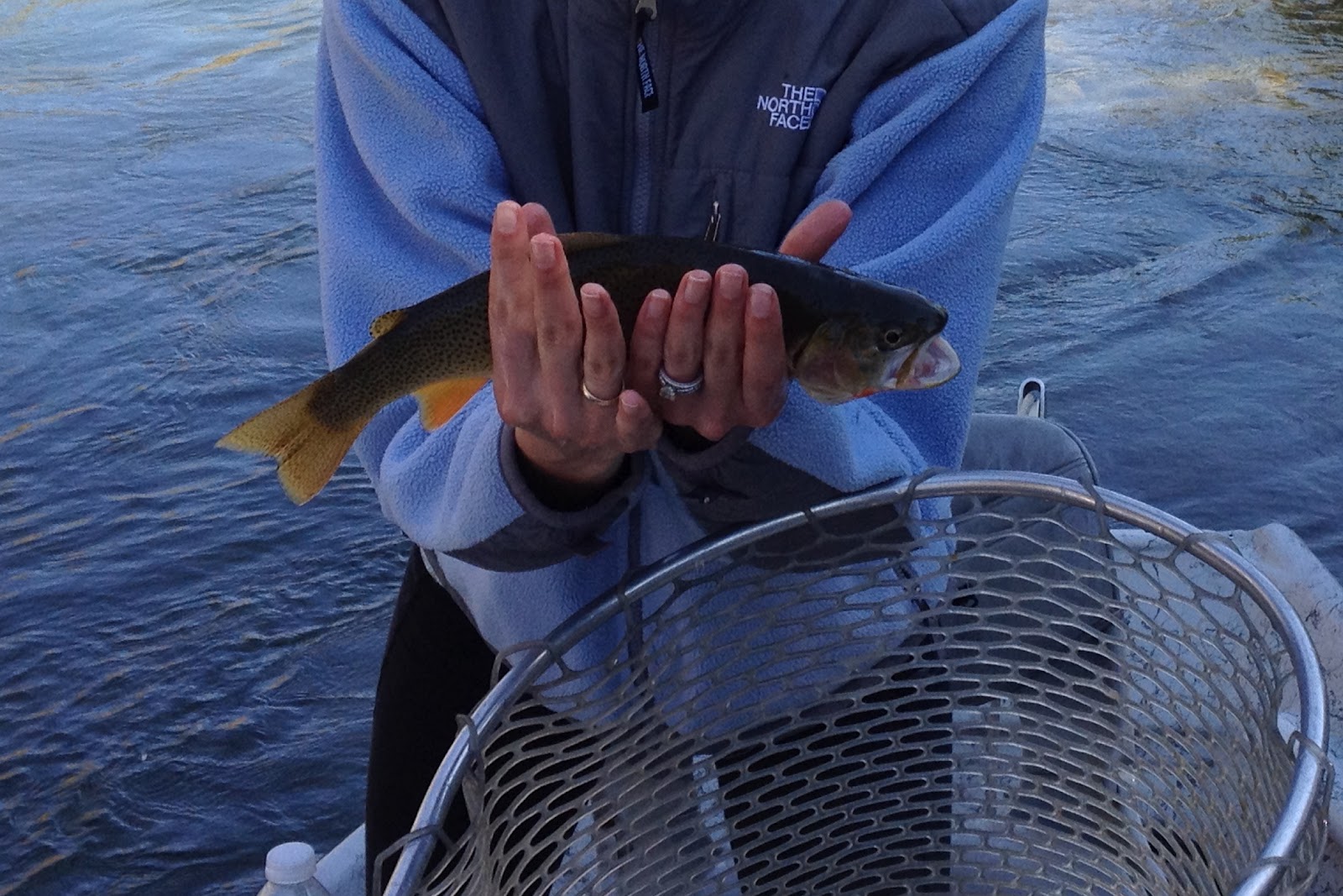 Mamatobe with IBD Navigating Pregnancy with Crohn's, Ulcerative