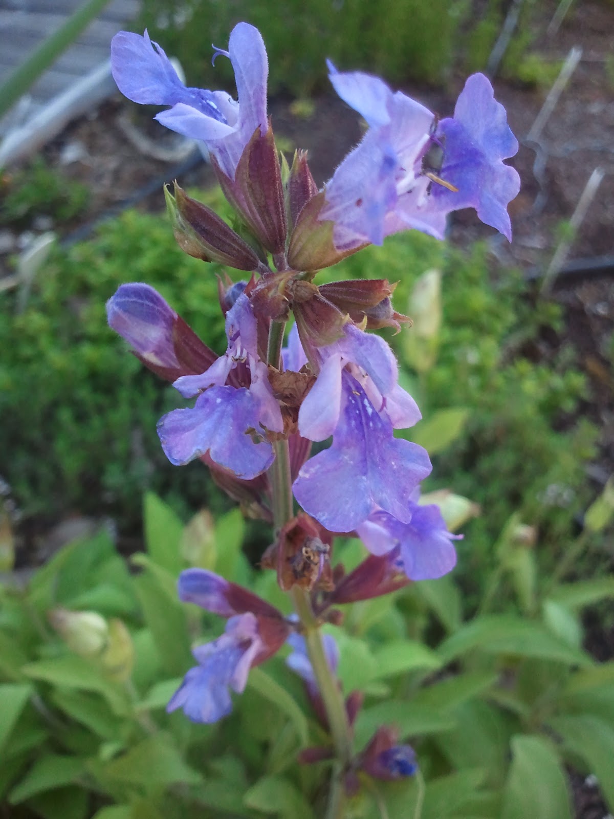 Apt Garden Sage Blooming