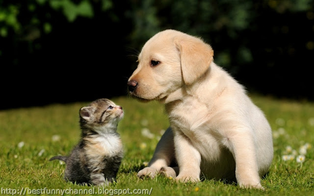 Funny puppy and kitten.