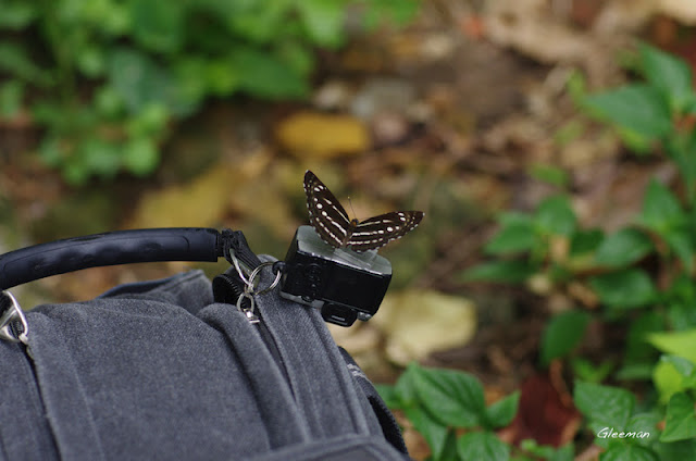 雞南山的小三線蝶。